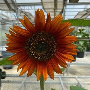 Meet your Posher, Kang